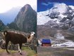 5 Peru-llama-camp.jpg
