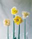 daffodil5.jpg