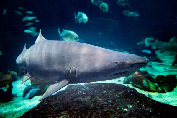 Sand-Tiger-Shark-VABeach-Aquarium.jpg