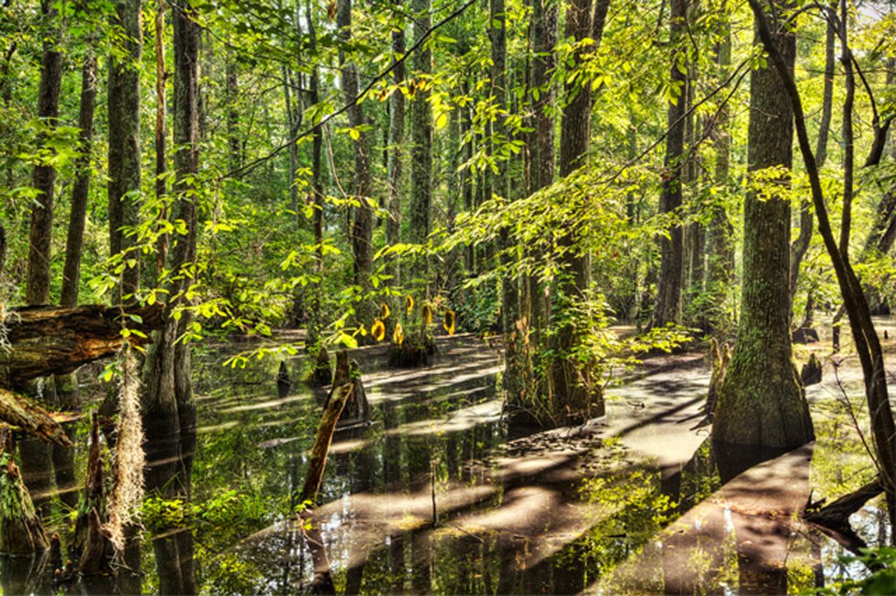 Cypress-Swamp.jpg