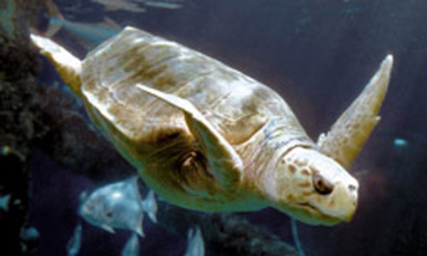animal-sea-turtle-01.jpg