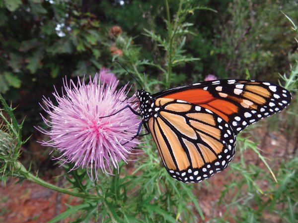 Monarchs-need-native-thistles.jpg
