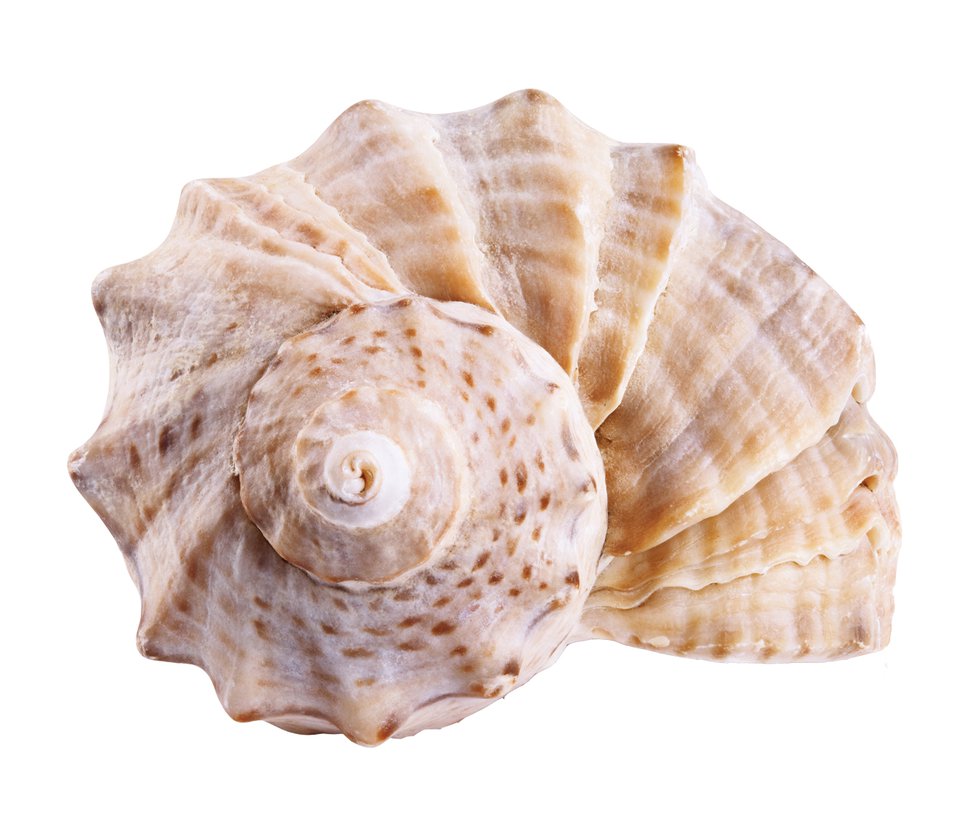 seashell-clipped.jpg
