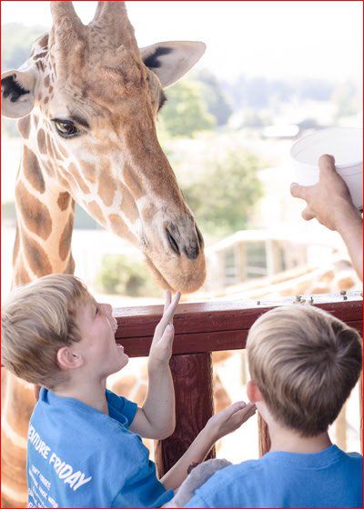 Giraffe-feeding-image.jpg