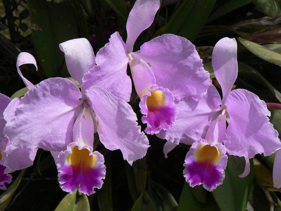 orchid-2729558_1280.jpg