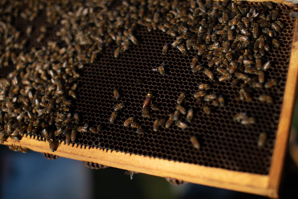 beekeeping-valiving-176.jpg