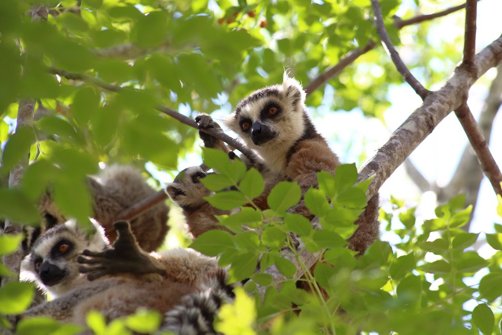 Pearsall-9.2018.IMG_5178-Ring-Tailed Lemurs-Anja Park-Betsileo community private park.JPG