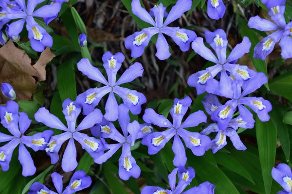 dwarf crested iris blossoms 4-22.jpeg