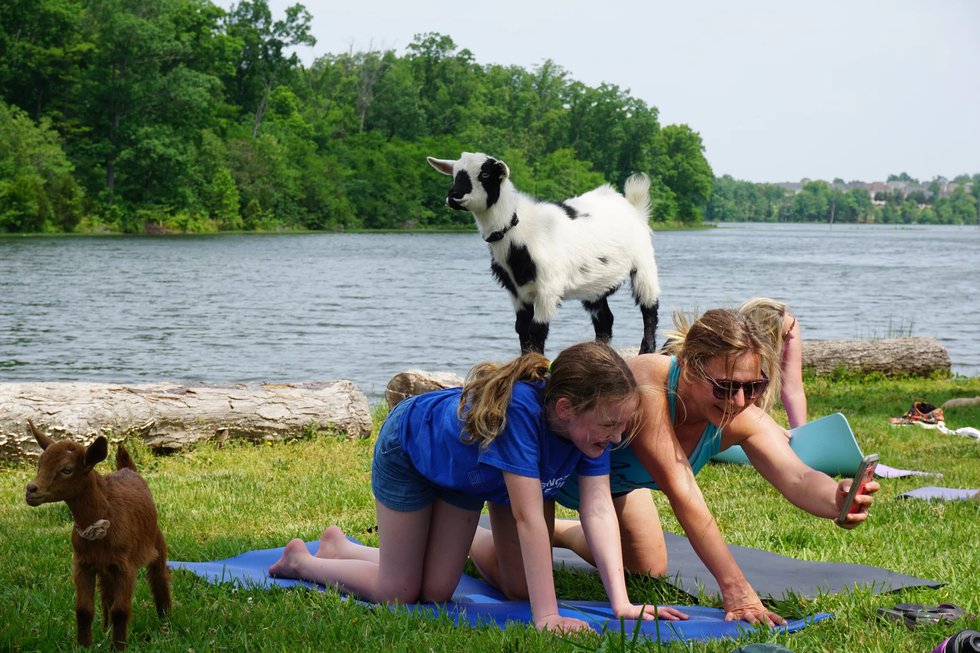 Goat Yoga.jpeg