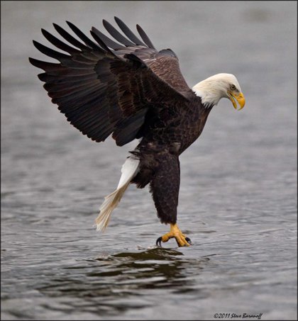 Bald-Eagle---James-River-Photo-Exhibit-by-Steve-Baranoff.jpg