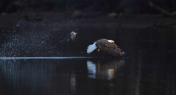 Bald-Eagle---James-River-Photo-Exhibition-by-Mike-Davies.jpg