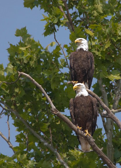 Bald-Eagles---James-River-Photo-Exhibit-'Baba-&-Pops'-by-Lynda-Richardson.jpg