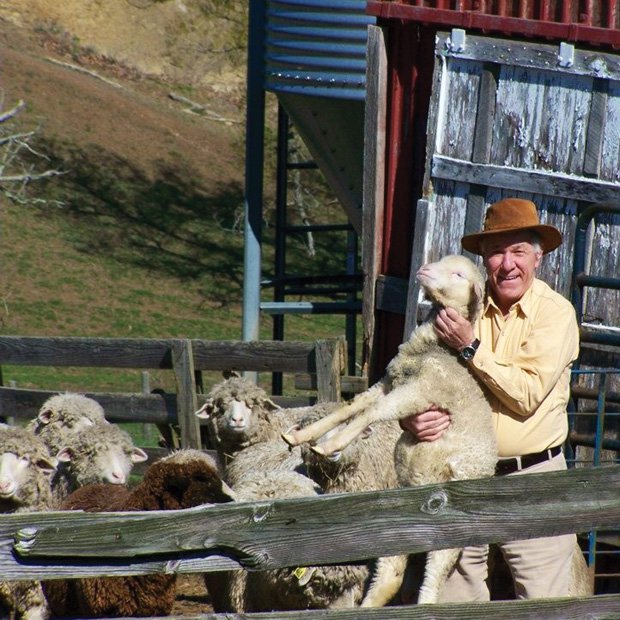 Cestari Sheep and Wool