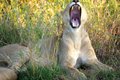 Lion-Yawn.jpg