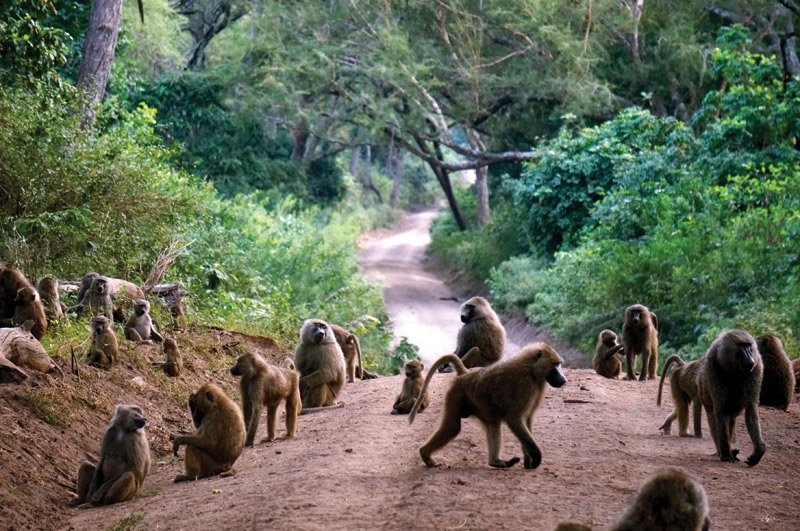 baboon-troupe-in-the-road.jpg