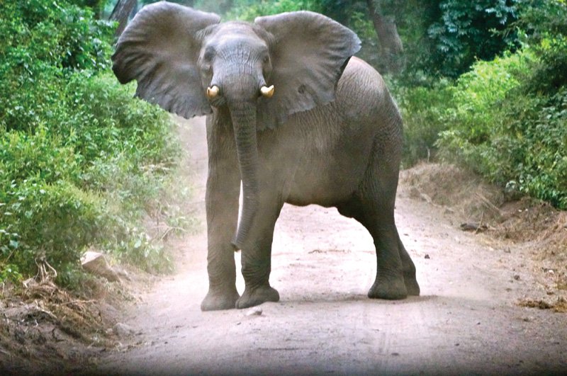 elephant-in-the-road.jpg