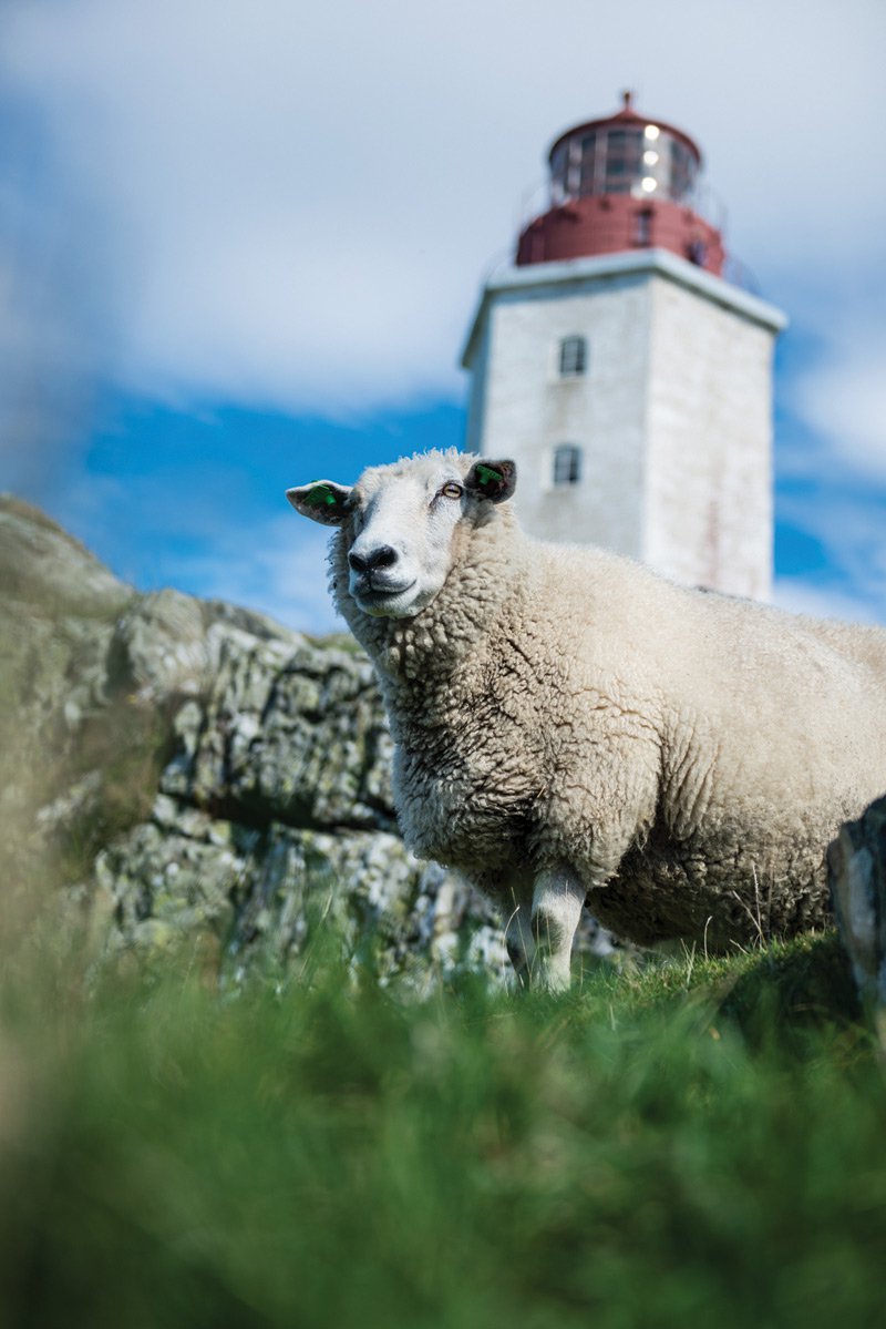 Sheep-Lighthouse.jpg
