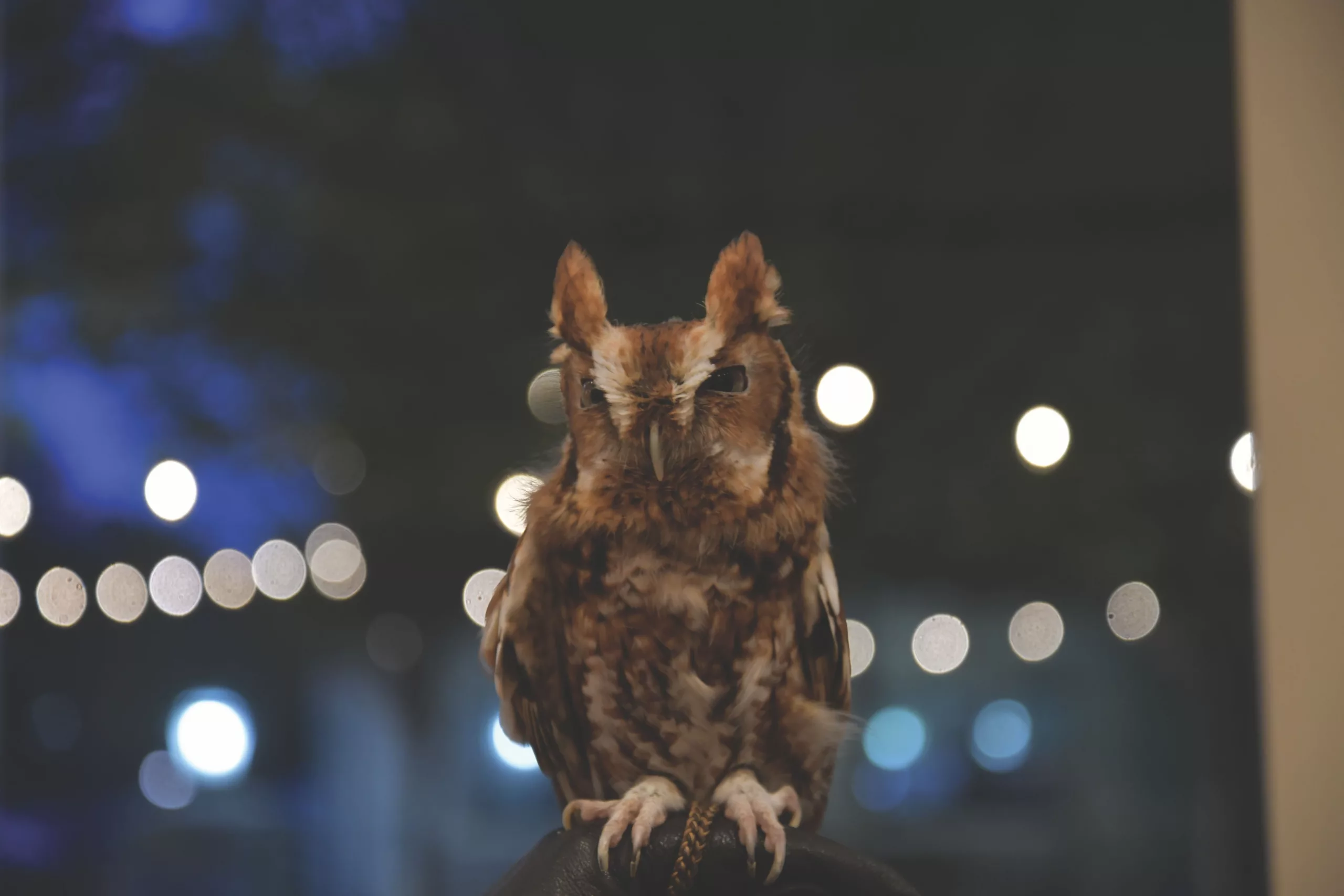 Roanoke Gala Supports Wildlife Rehab and Conservation