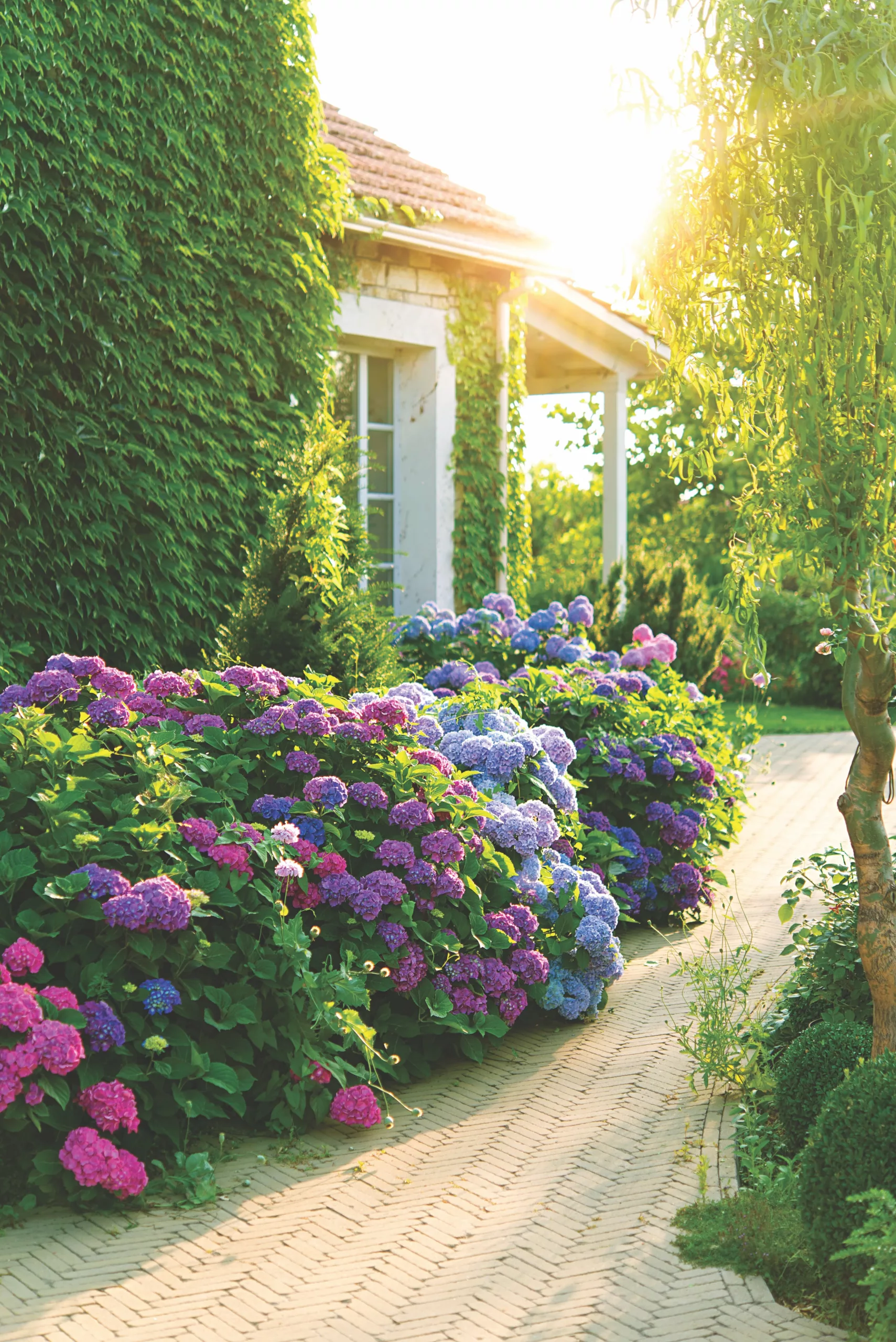 Beyond the Blues: Vibrant Blue Flowers That Thrive in Virginia